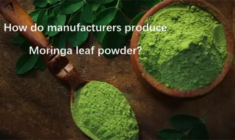Moringa Leaf Powder Manufacturing Process Steps